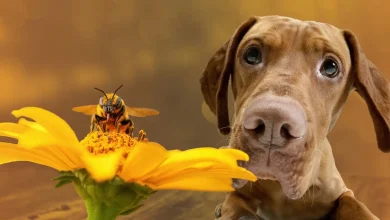 Dog Bitten by Bee