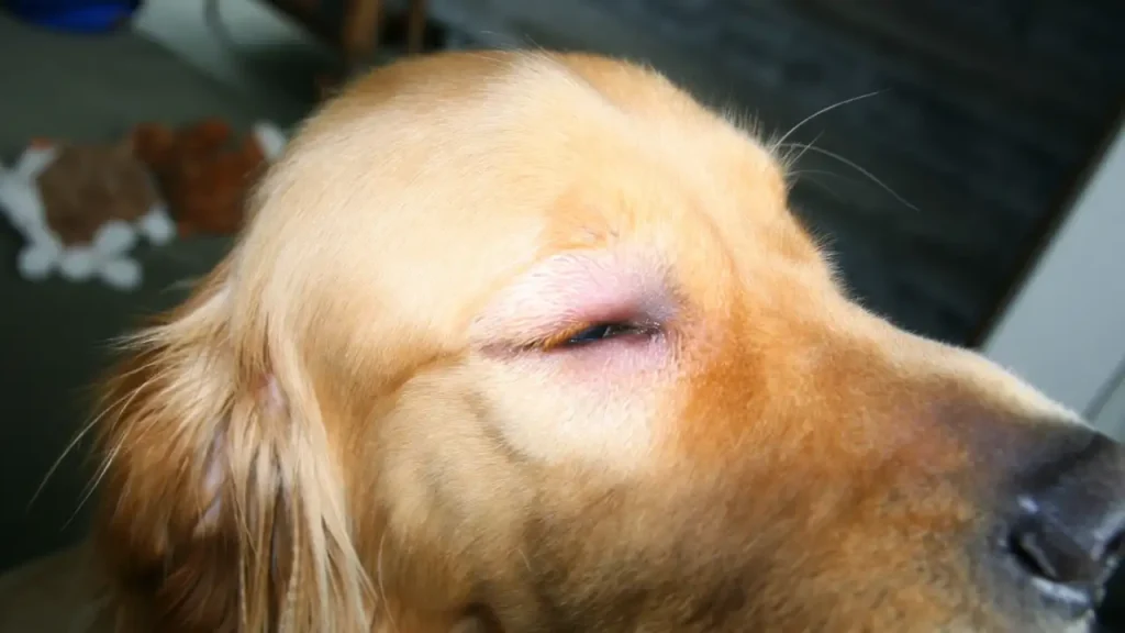 Dog Bitten by Bee