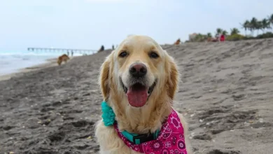Dog Beach Near Me