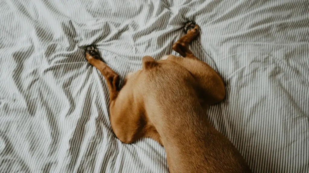 Dog Express Anal Glands