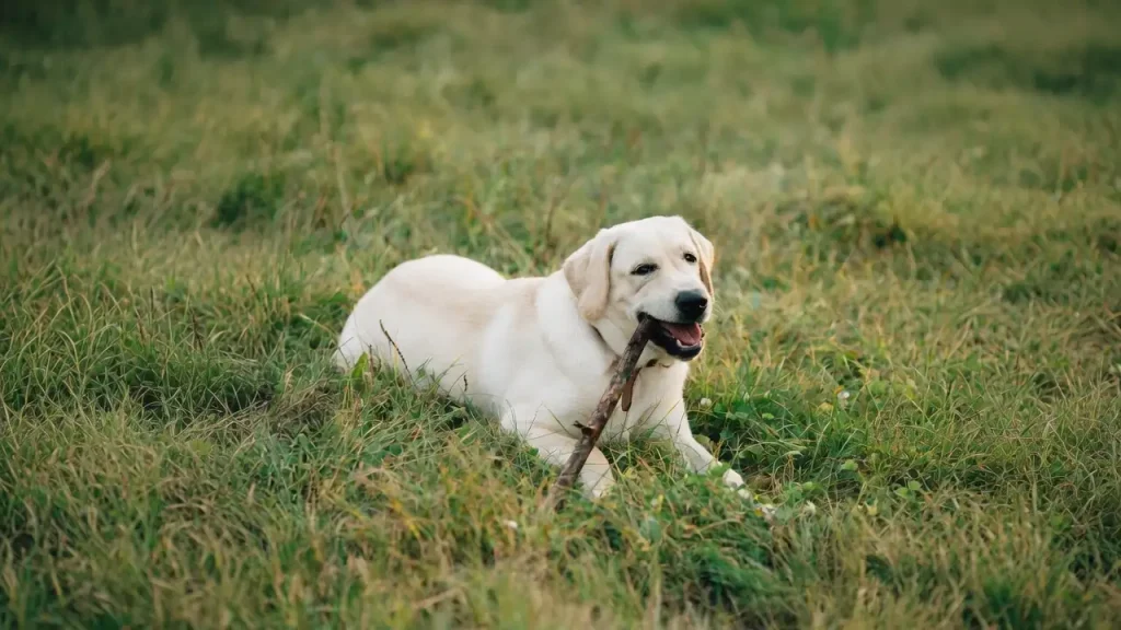 Dog Age Calculator