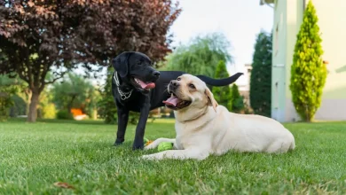 Dog Age Calculator