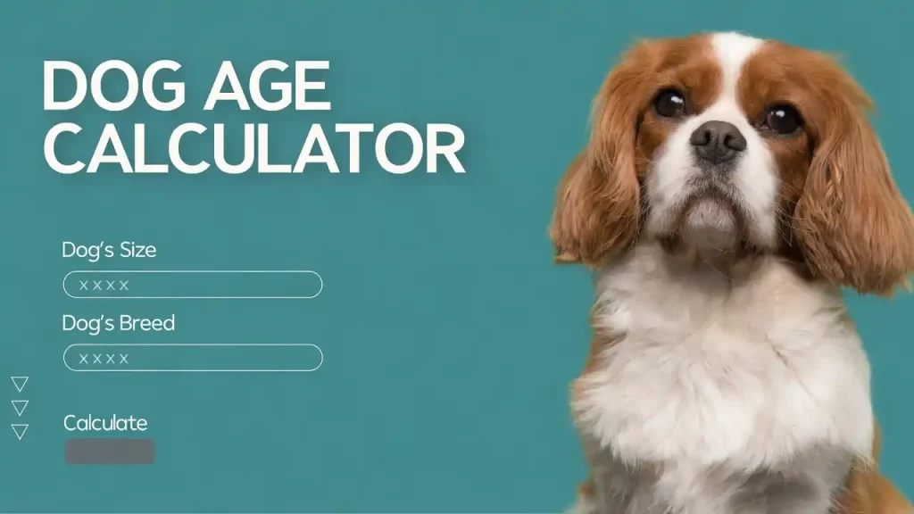 Dog Age Calculator