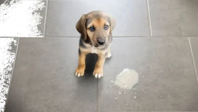 Dog Throwing Up White Foam