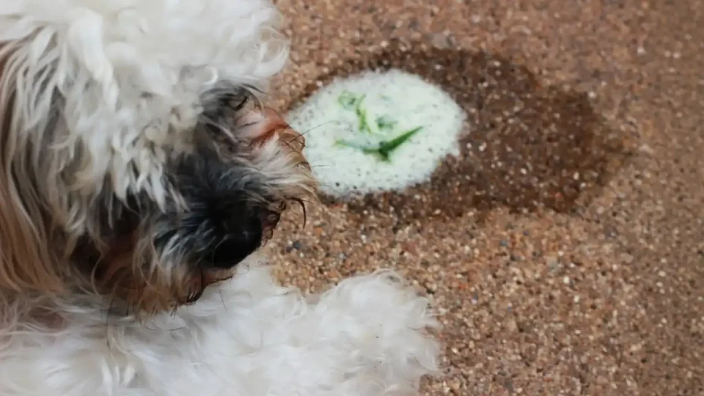 Dog Throwing Up White Foam