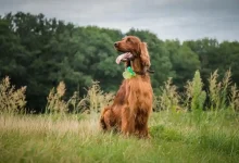 Irish Setter