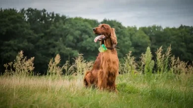 Irish Setter