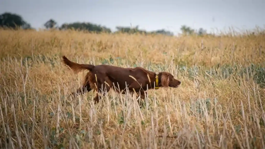 Irish Setter