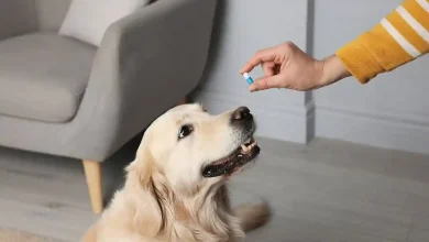 Pet Drug