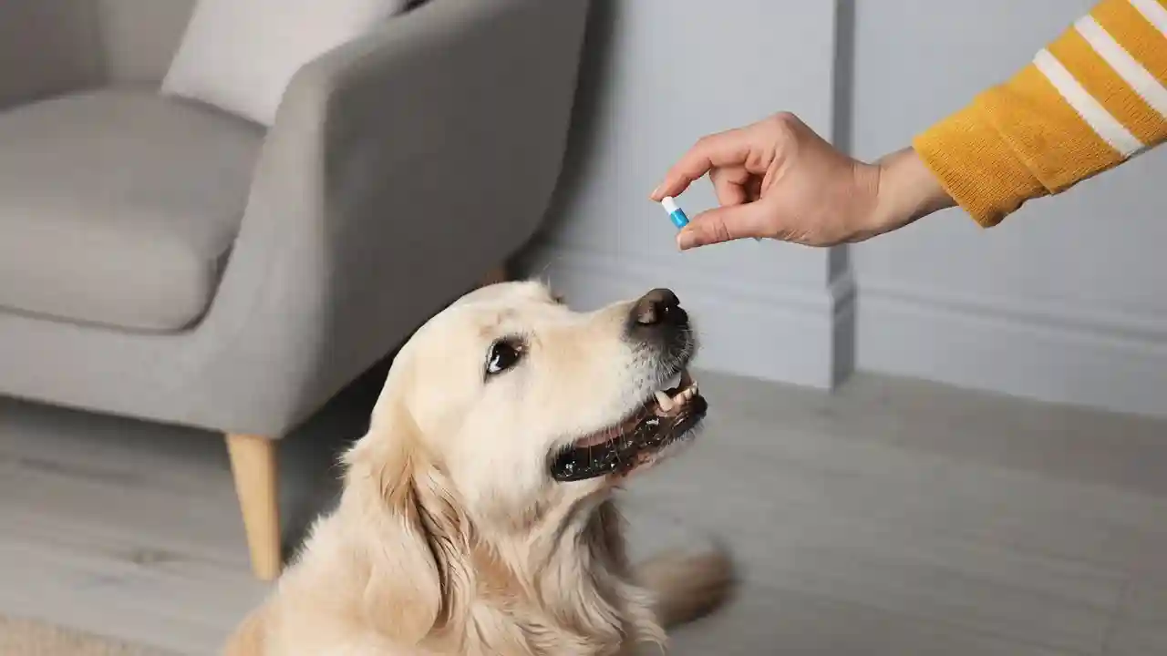 Pet Drug
