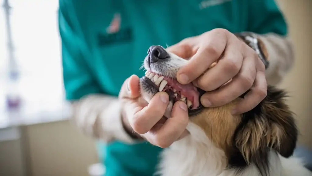 Dog Gums Pale