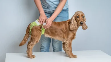 Dog Period
