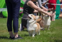 Dog Show