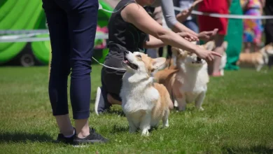 Dog Show