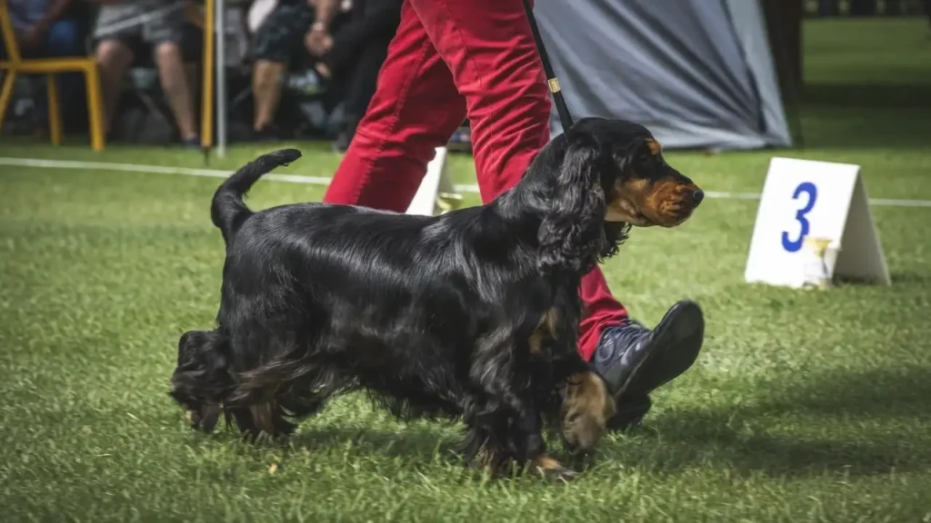 Dog Show