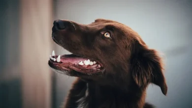 Dog Teeth