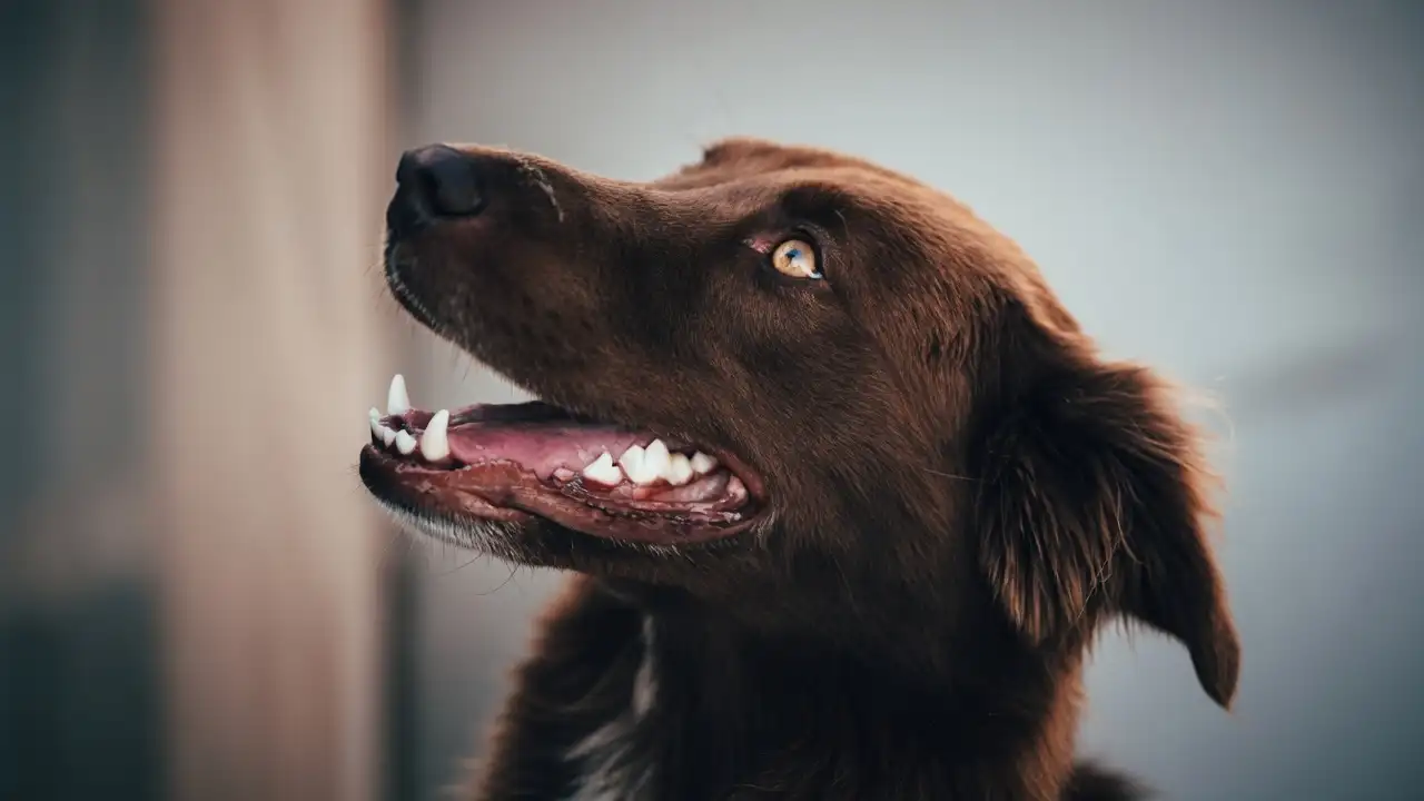 Dog Teeth