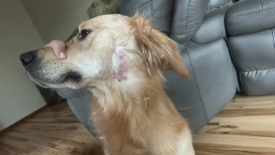 Dog Skin Infection