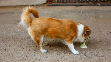 Dog Vomiting