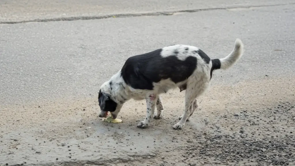 Dog Vomiting