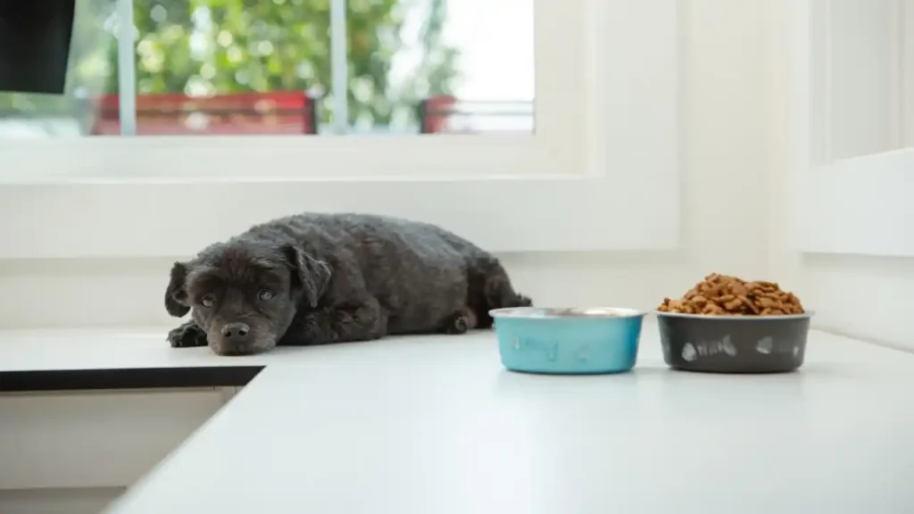 Does Dog Food Cause Cancer