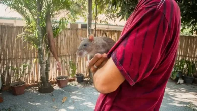 Largest Pet Rat Breed