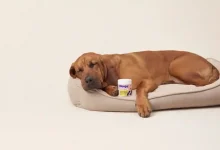 Pet Supplement Growth