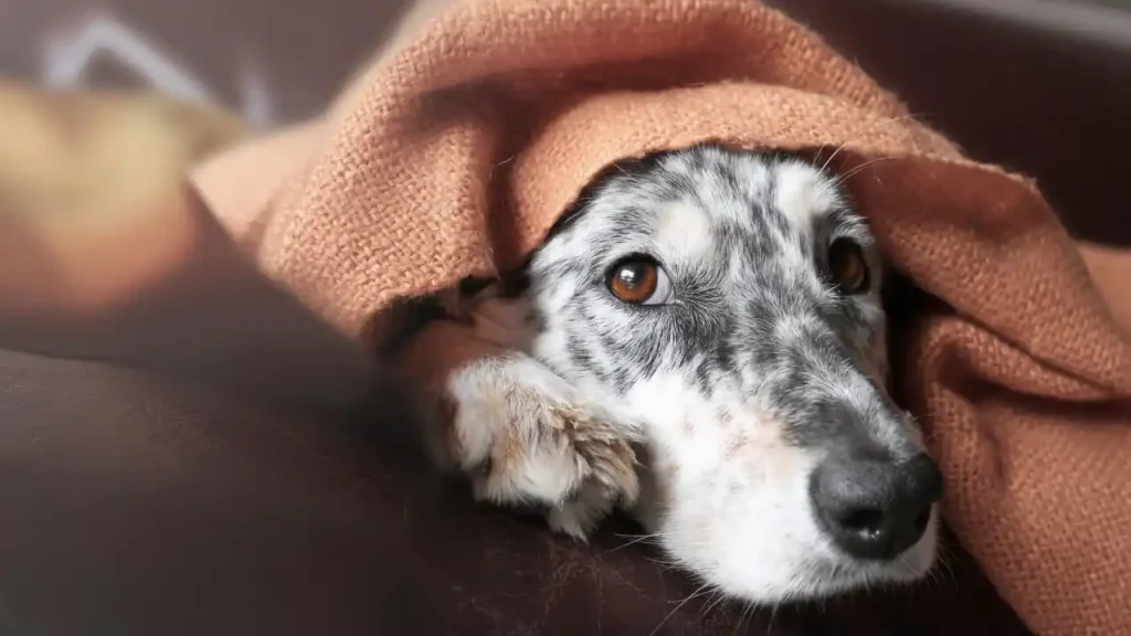 Dog Food Cause Cancer