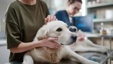 Dog Cancer