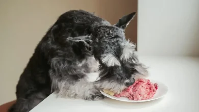 Dog Food Horse Meat