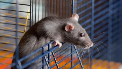 Pet Shop with Rats Near Me