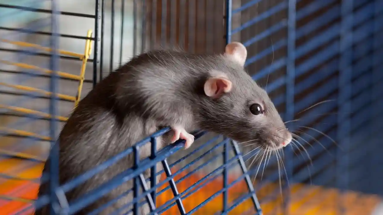 Pet Shop with Rats Near Me