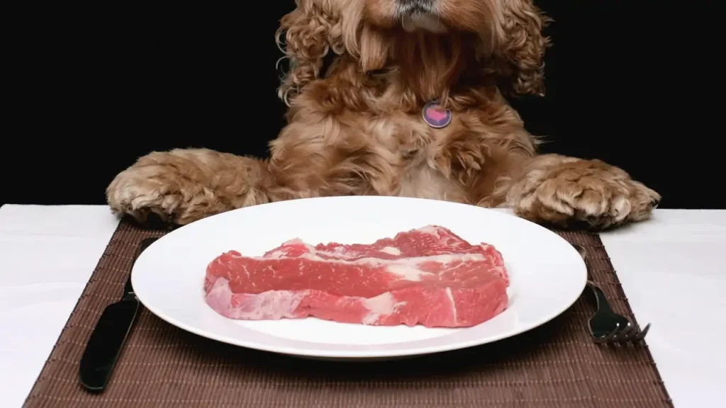 Dog Food Horse Meat