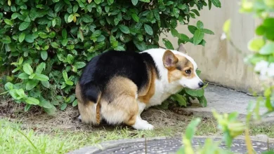 Dog Diarrhea