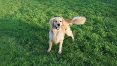Dog Tail Growth