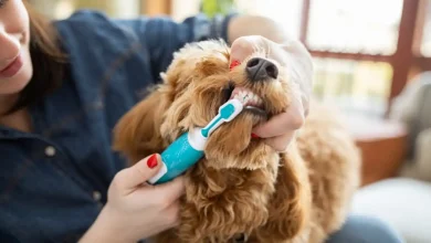 Dog Dental Care
