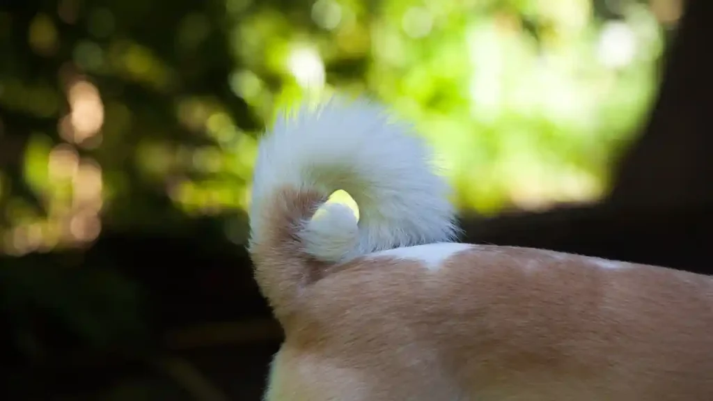 Dog Tail Growth