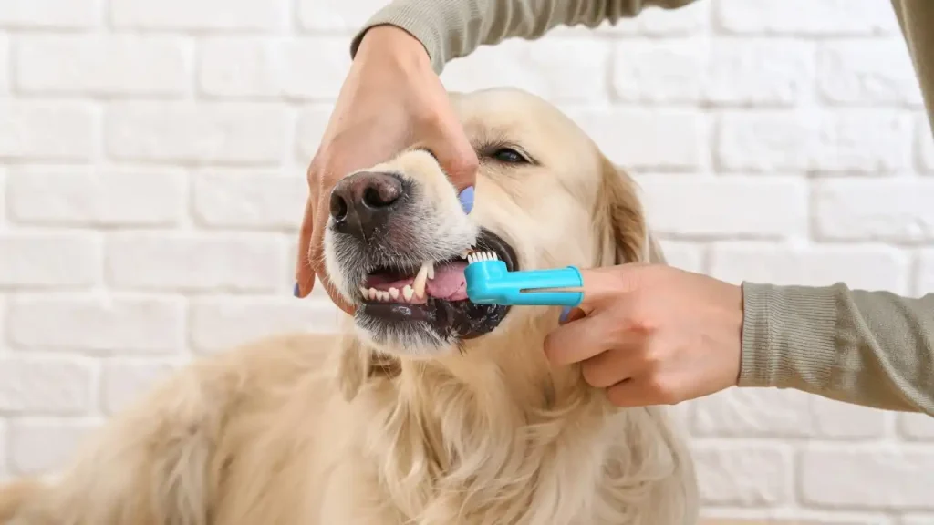 Dog Dental Care