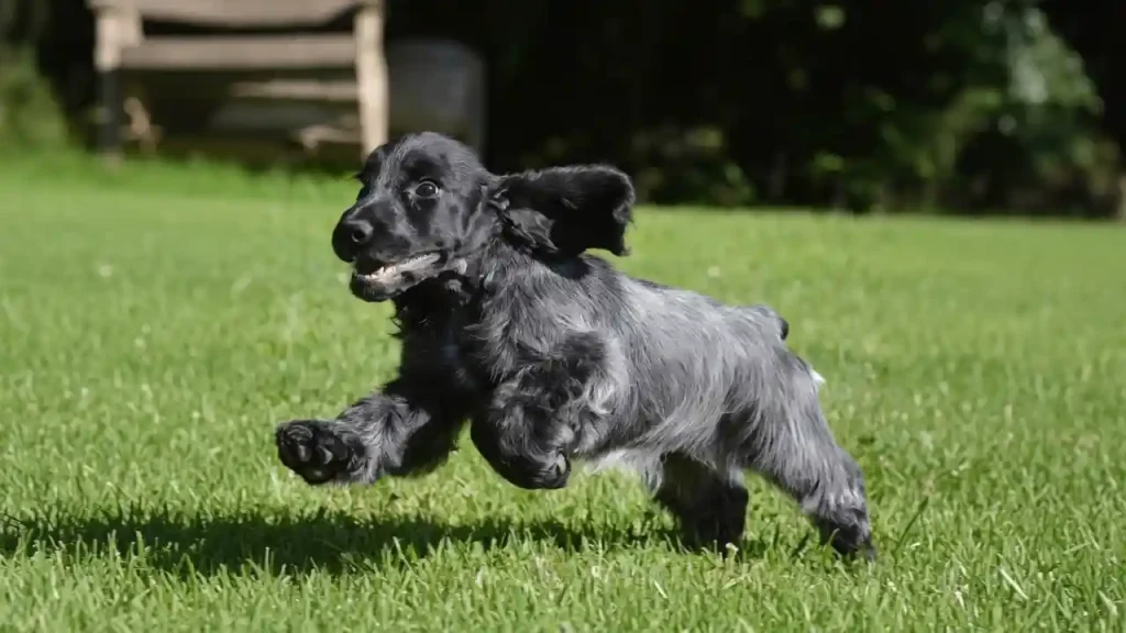 Dog Growth Plates