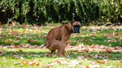 Dog Constipation