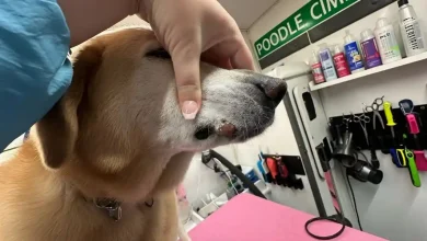 Dog Growth on Lip