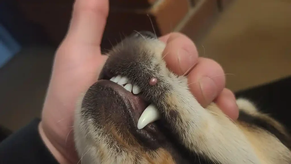 Dog Growth on Lip