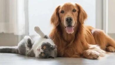 Pet Nutrition