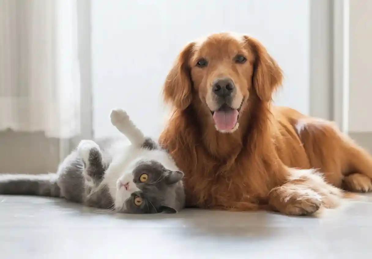 Pet Nutrition