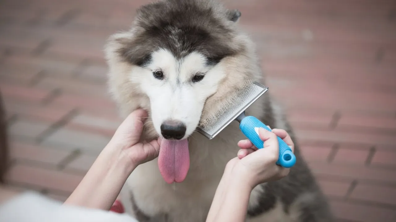 Deshedding Brush