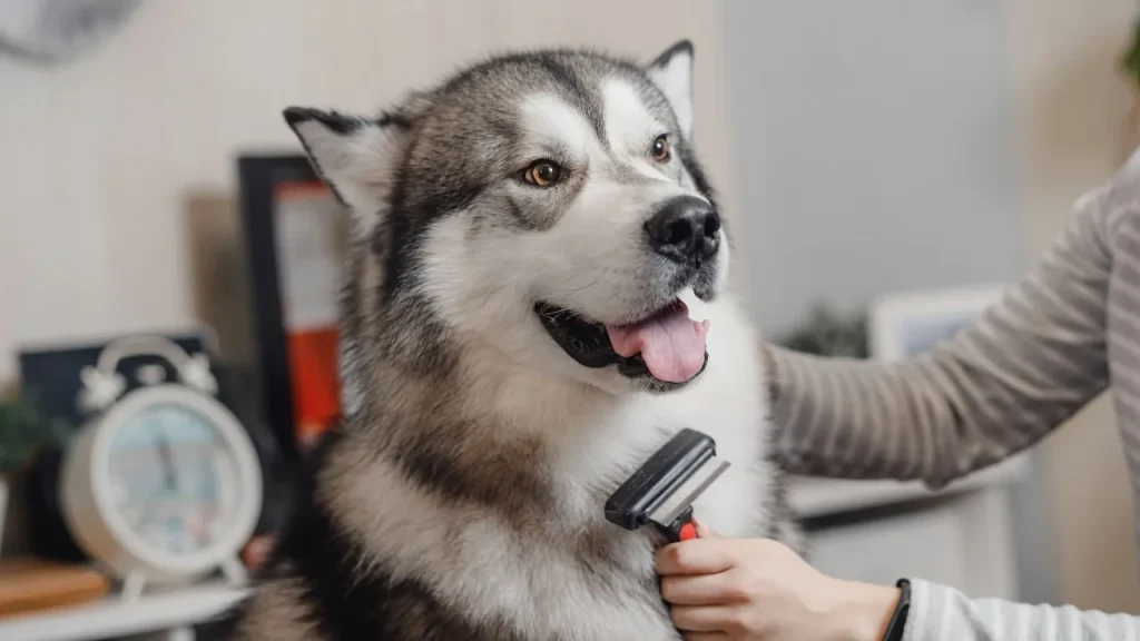 Deshedding Brush