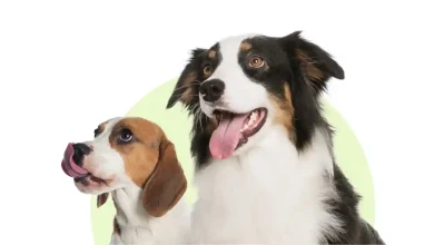 Pet Nutrition Coupon Code
