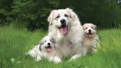 Advance Puppy Plus Growth Large Breed