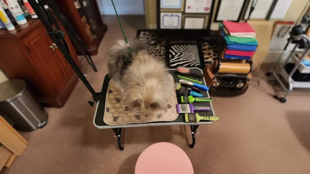 Dog Grooming