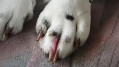 Dog Growth Between Toes